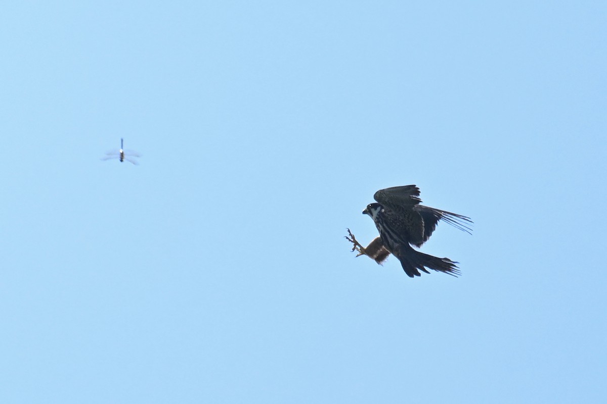 Eurasian Hobby - ML643124448