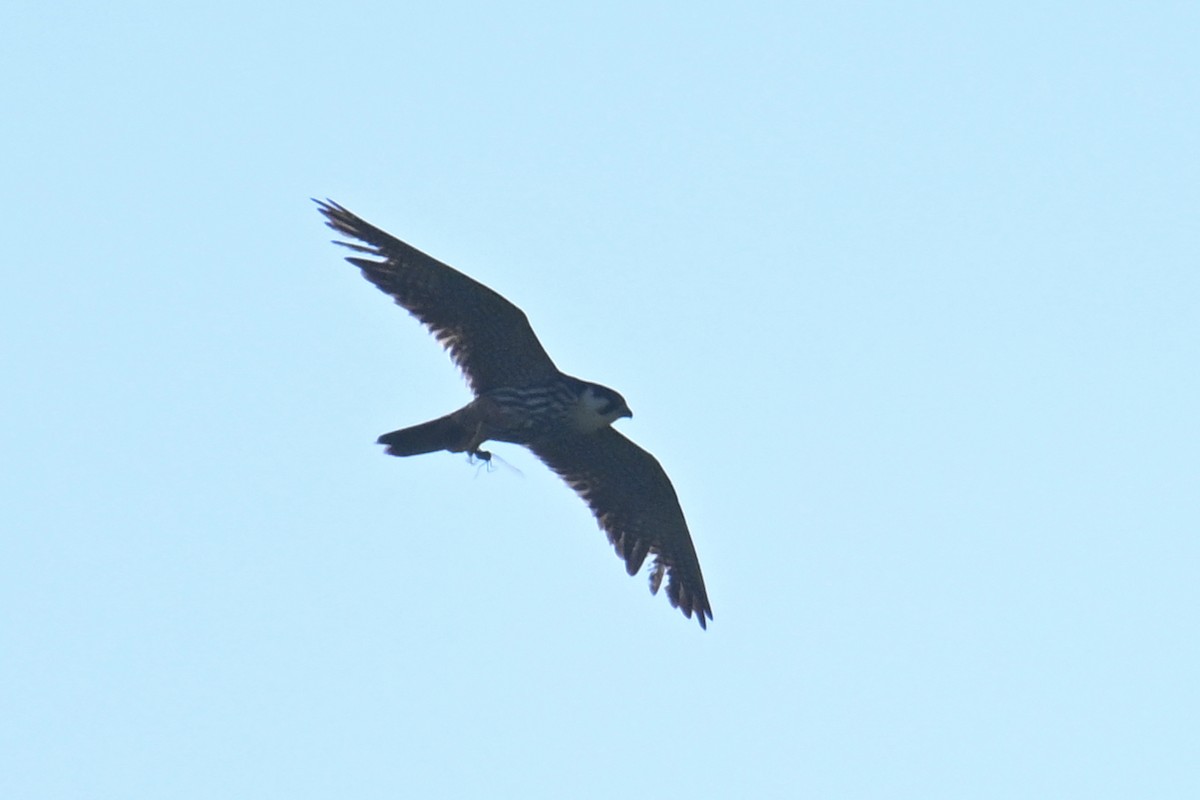 Eurasian Hobby - ML643124449