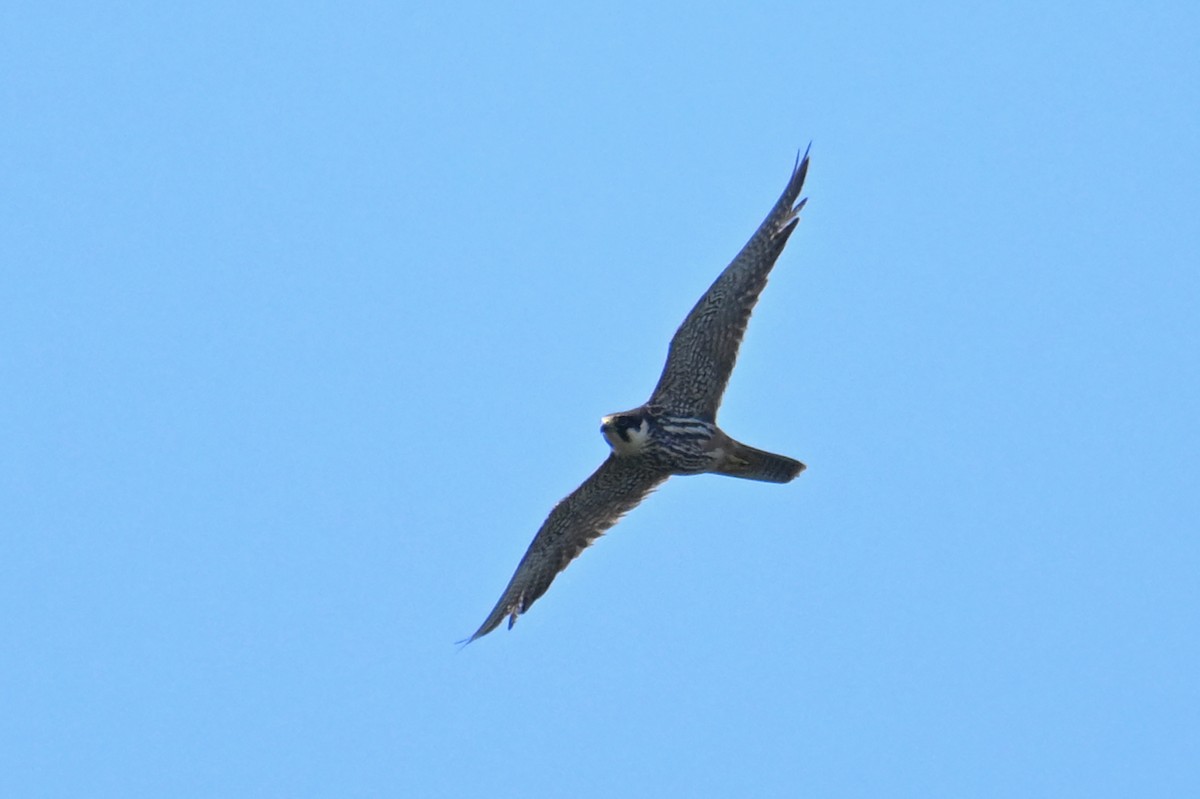 Eurasian Hobby - ML643124451
