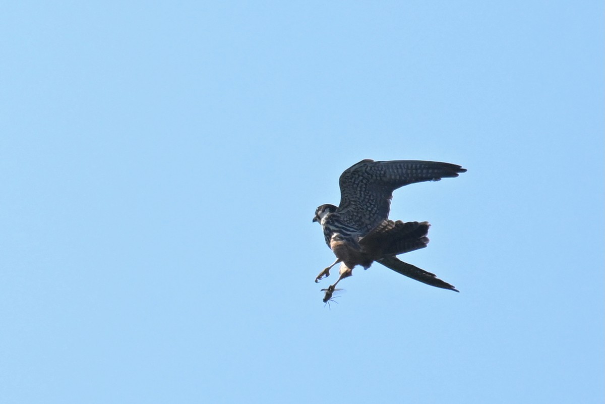 Eurasian Hobby - ML643124452