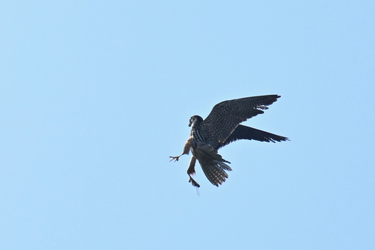 Eurasian Hobby - ML643124453