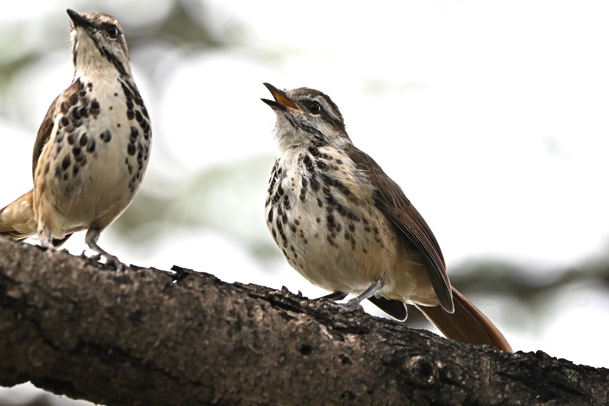 Spotted Morning-Thrush - ML643124465