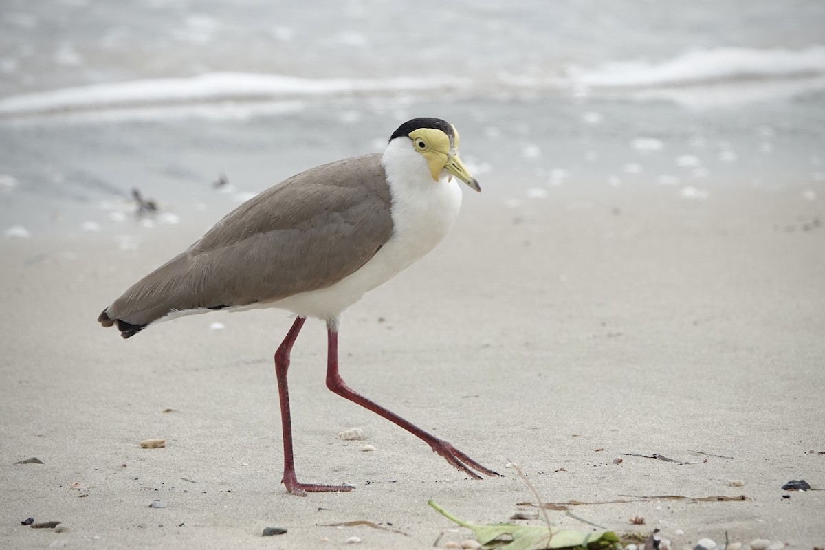 Masked Lapwing - ML643124466