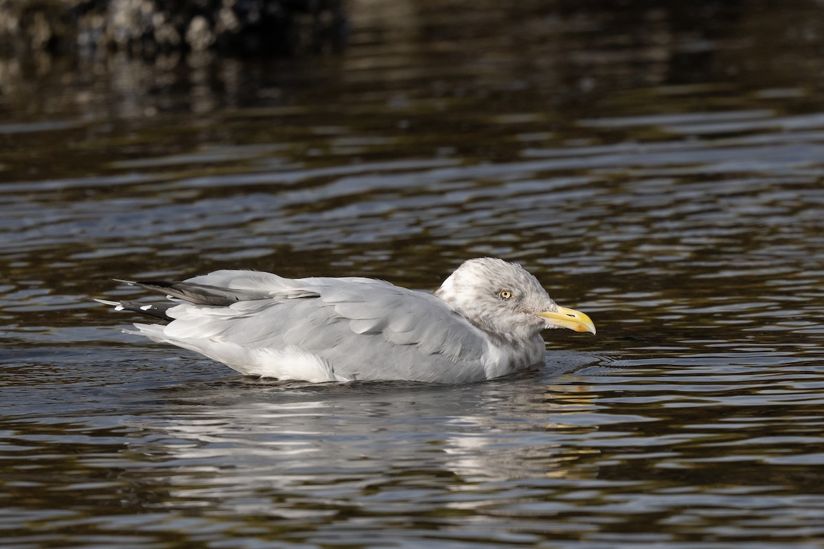American Herring Gull - ML643124475