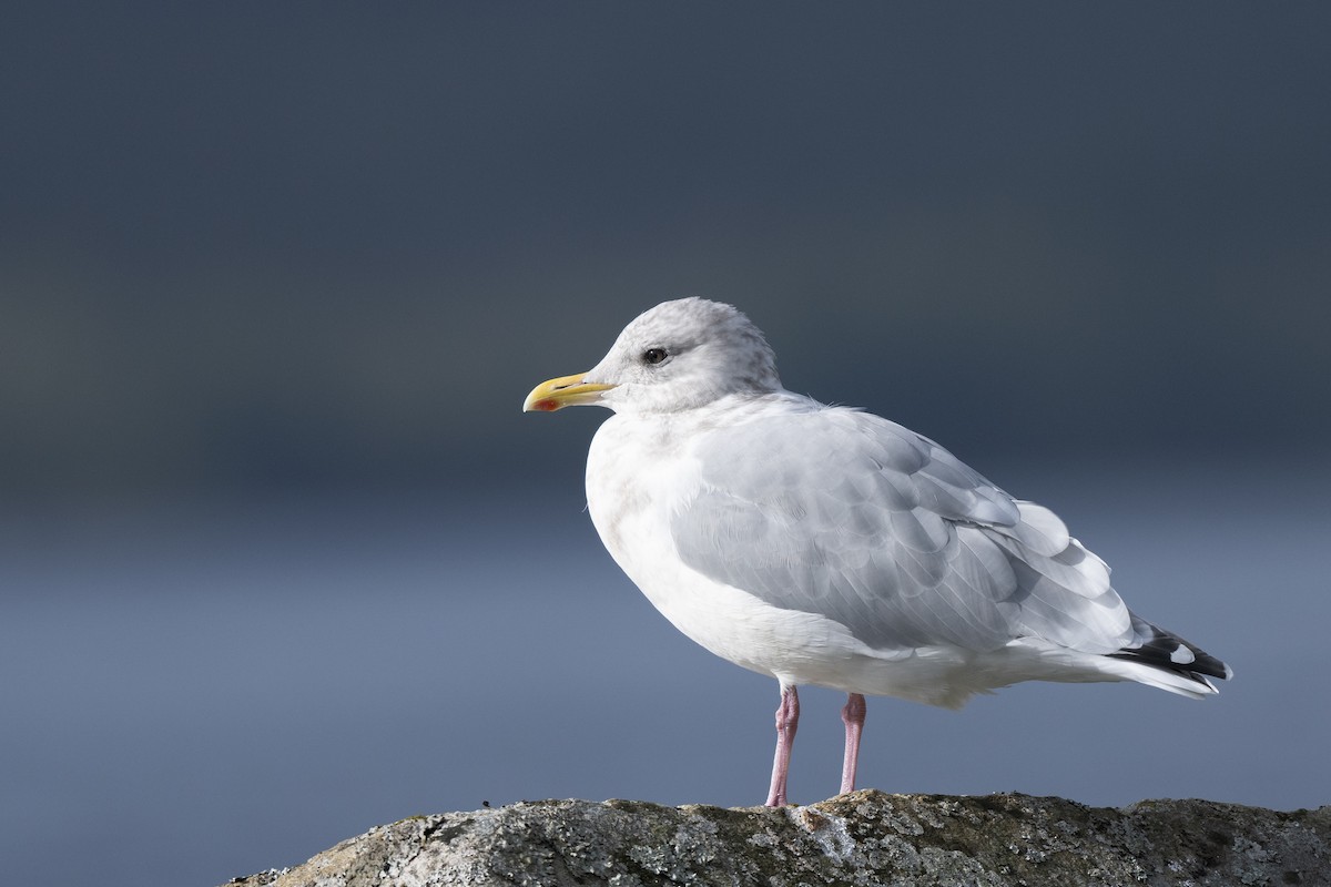 Iceland Gull (Thayer's) - ML643124477