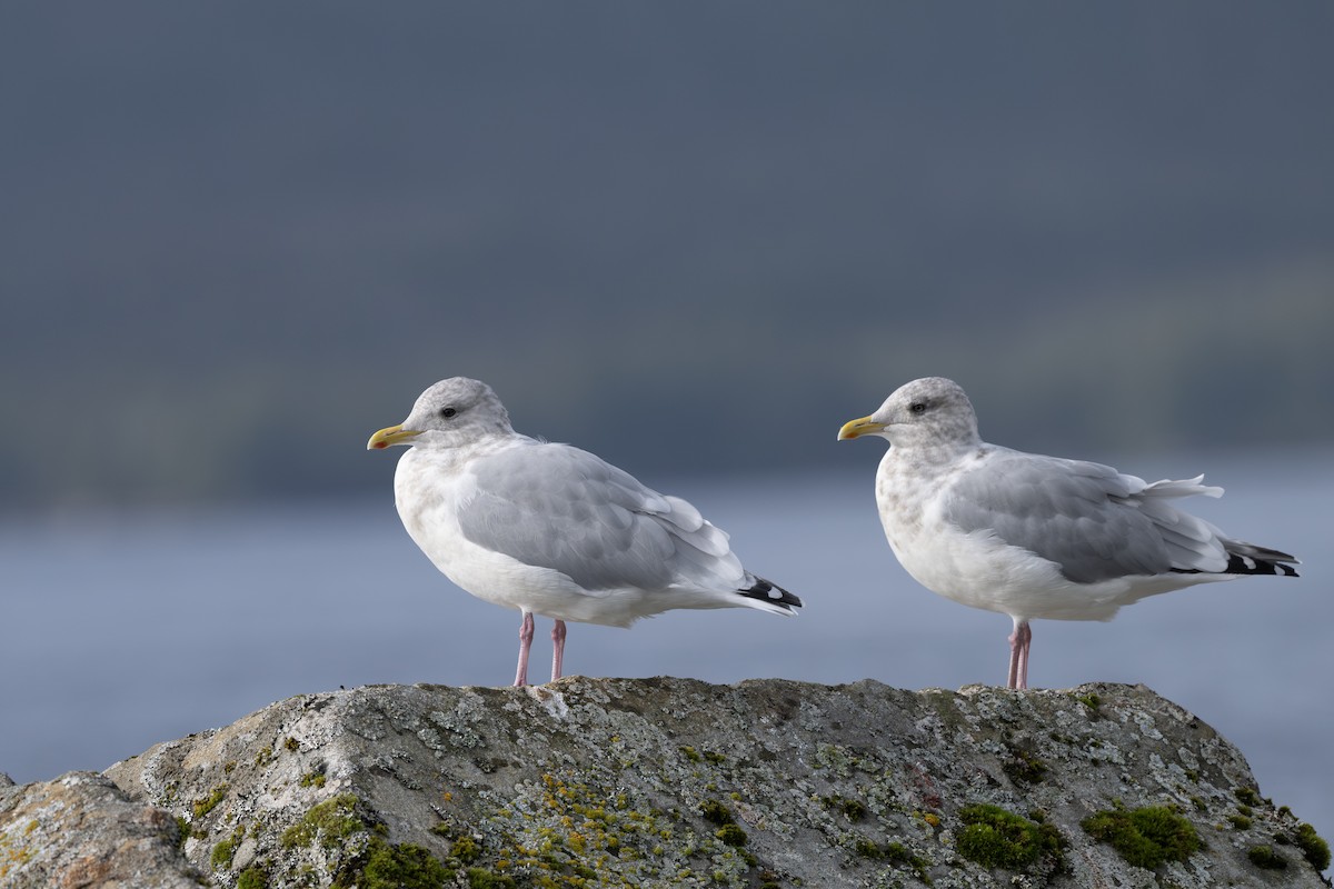 Iceland Gull (Thayer's) - ML643124478