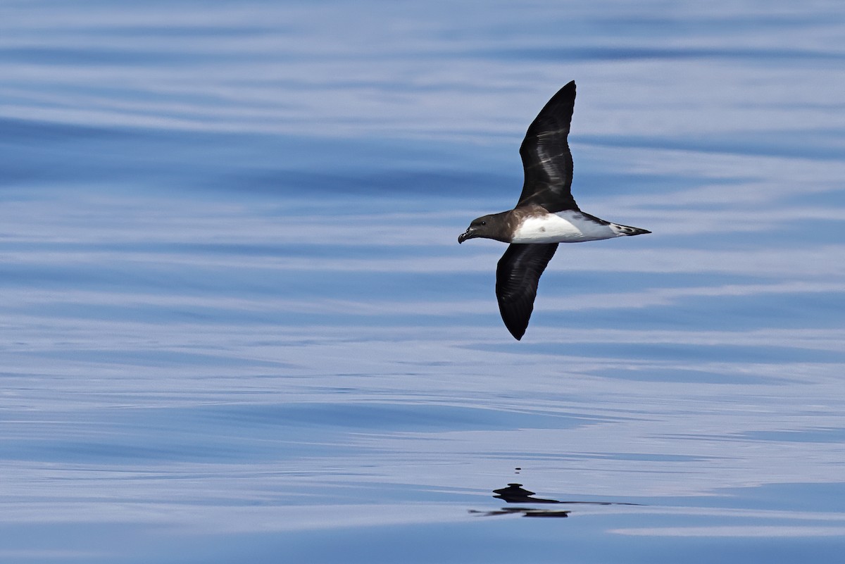 Tahiti Petrel - ML643124481