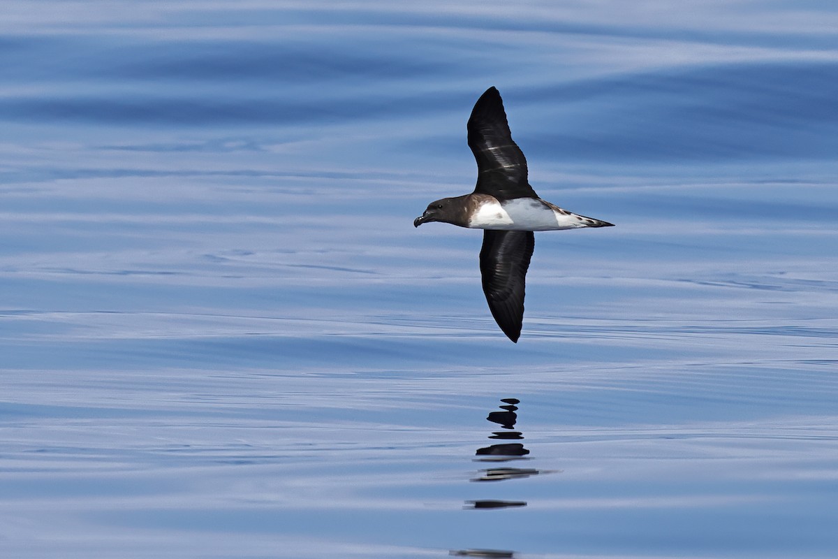 Tahiti Petrel - ML643124482