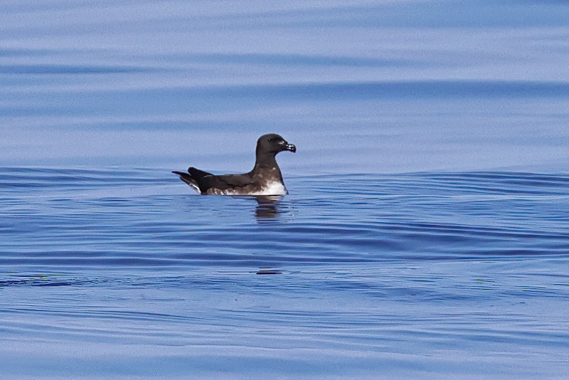 Tahiti Petrel - ML643124488