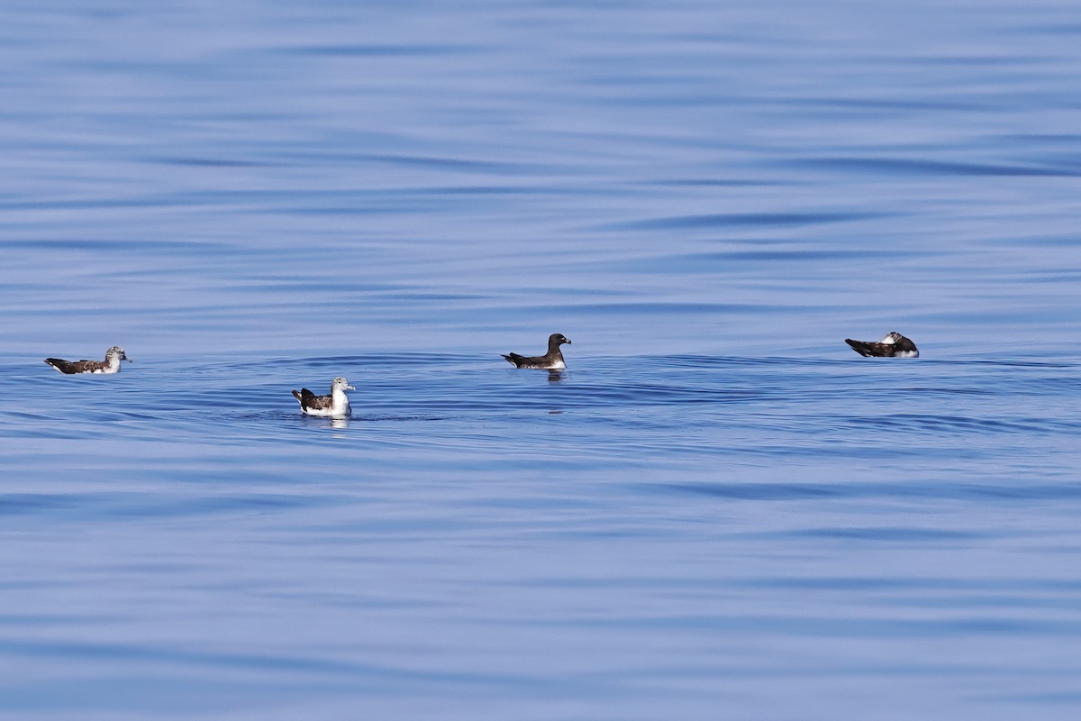 Tahiti Petrel - ML643124489