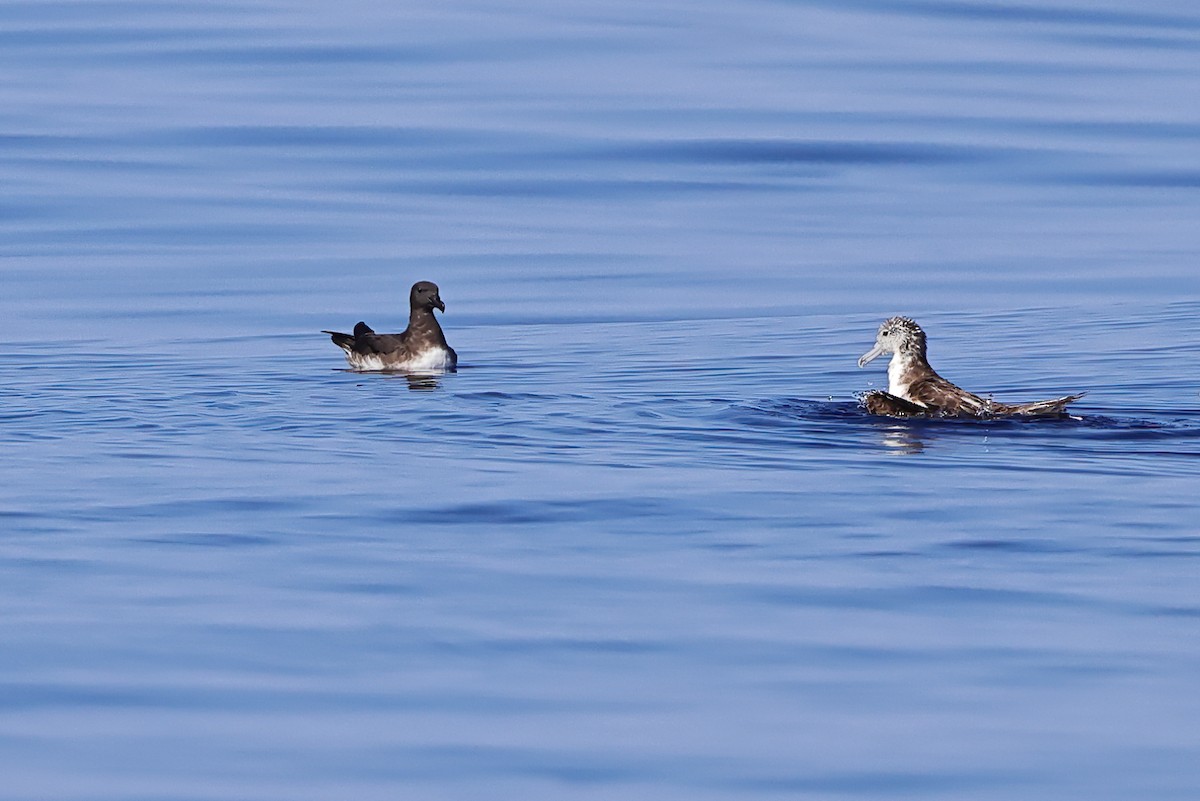 Tahiti Petrel - ML643124492