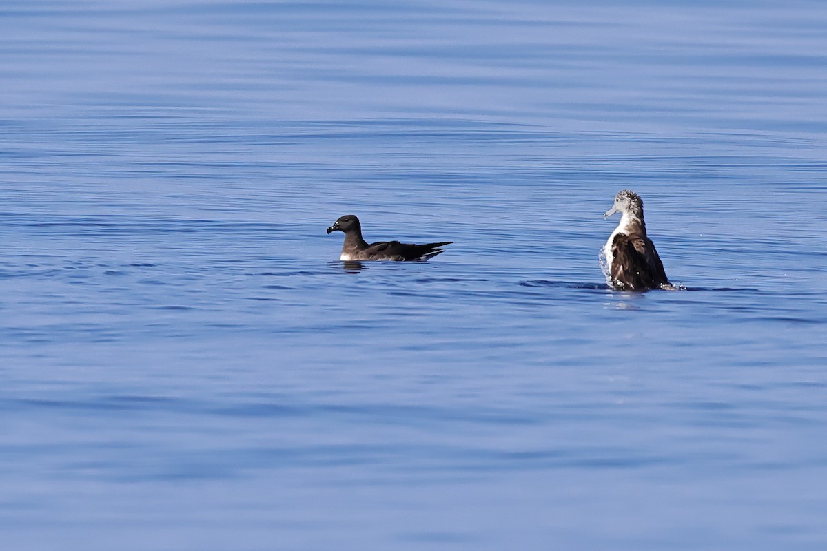 Tahiti Petrel - ML643124493
