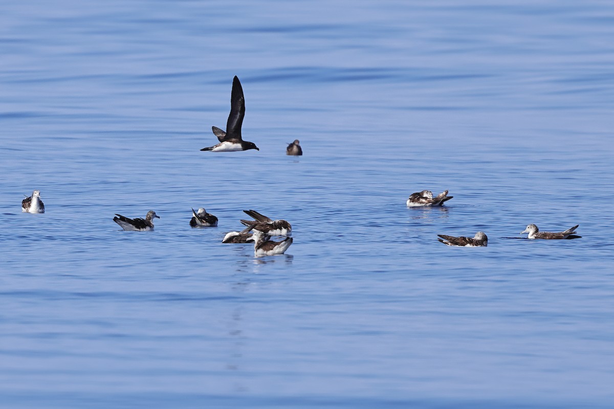 Tahiti Petrel - ML643124494