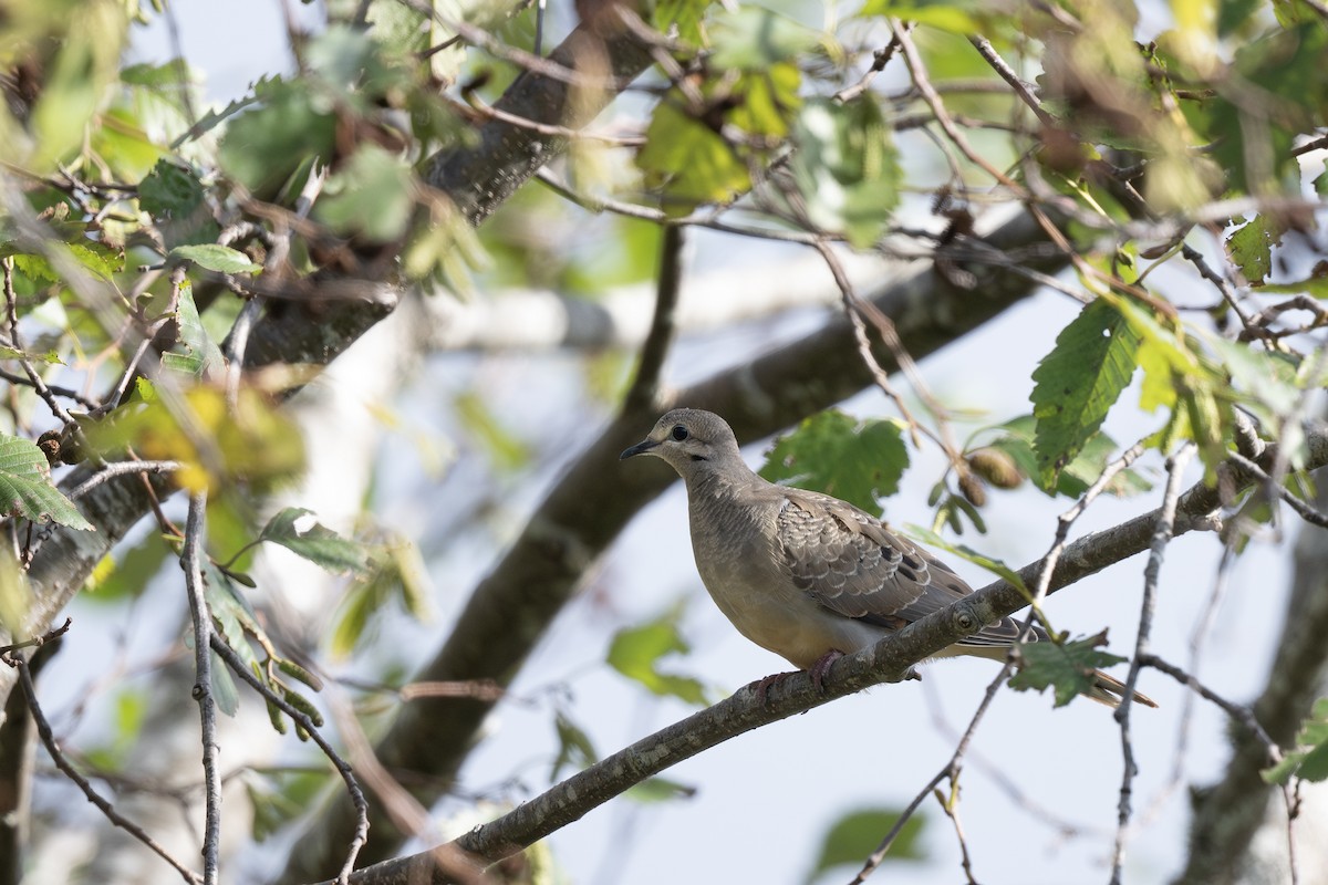 Mourning Dove - ML643124497