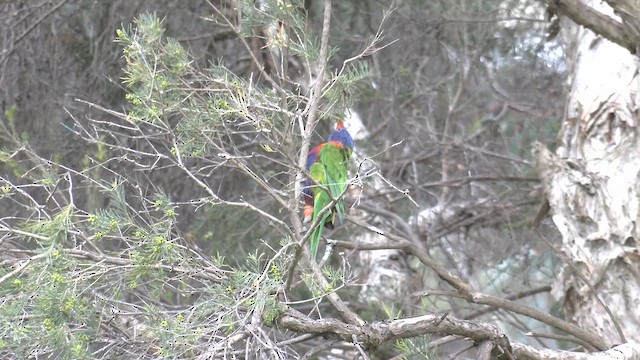 Rainbow Lorikeet - ML643124508