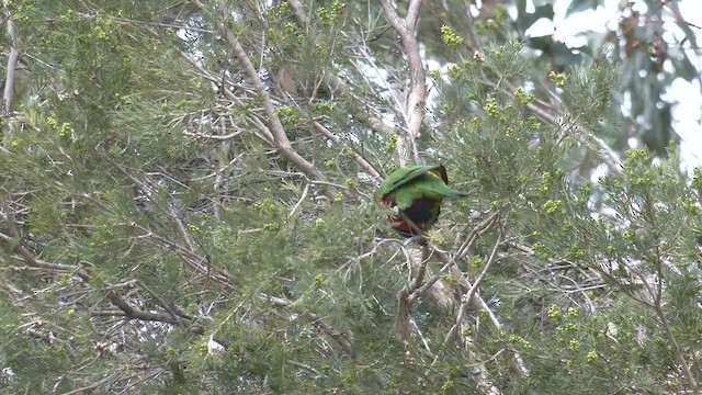 Rainbow Lorikeet - ML643124513