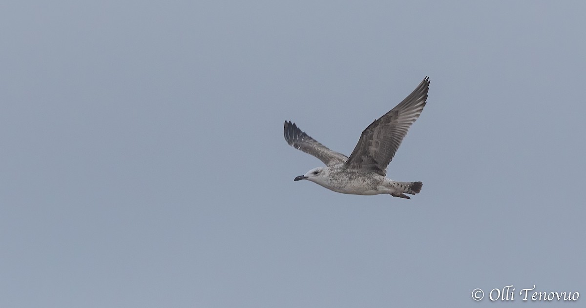 Caspian Gull - ML643124515
