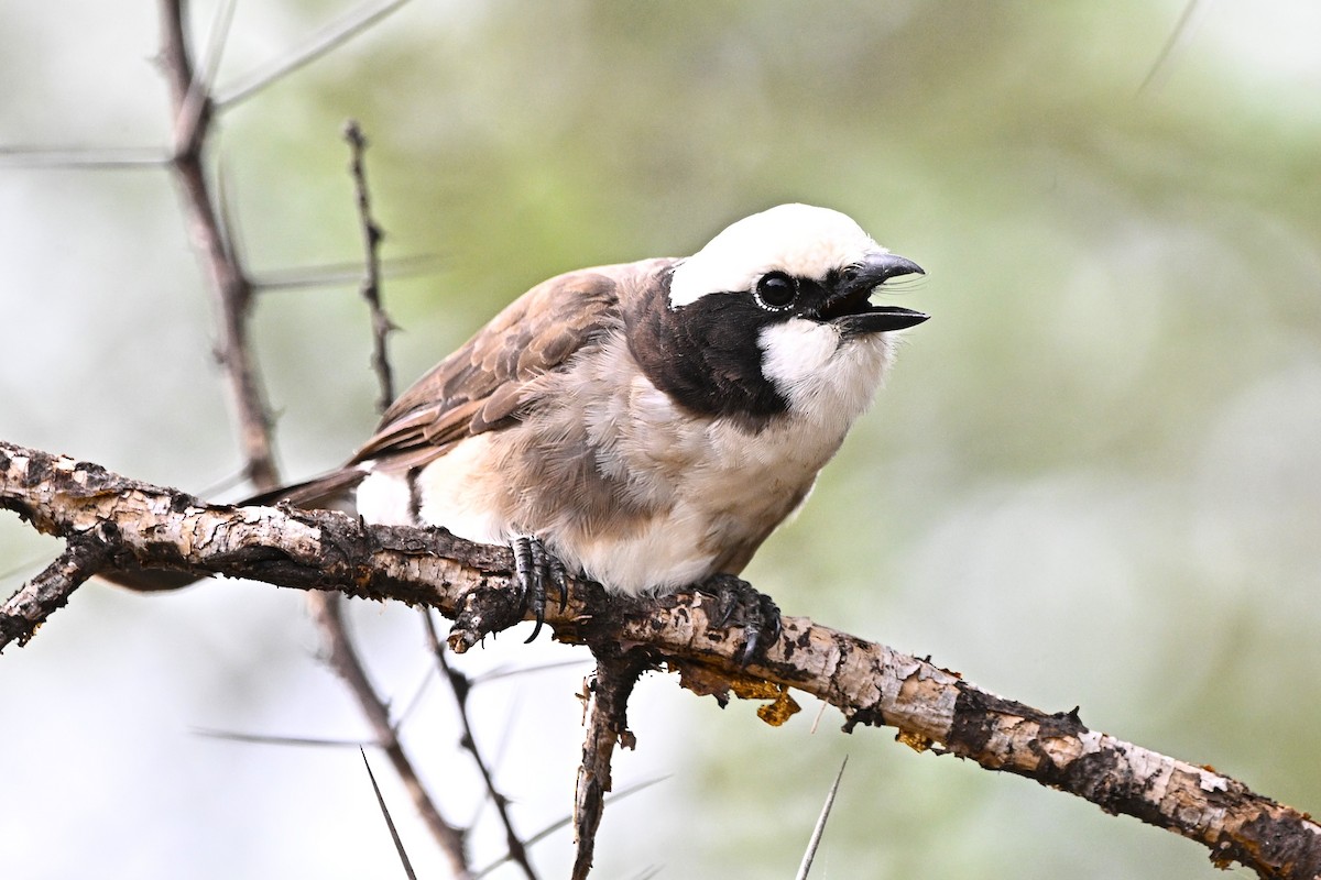 White-rumped Shrike - ML643124536