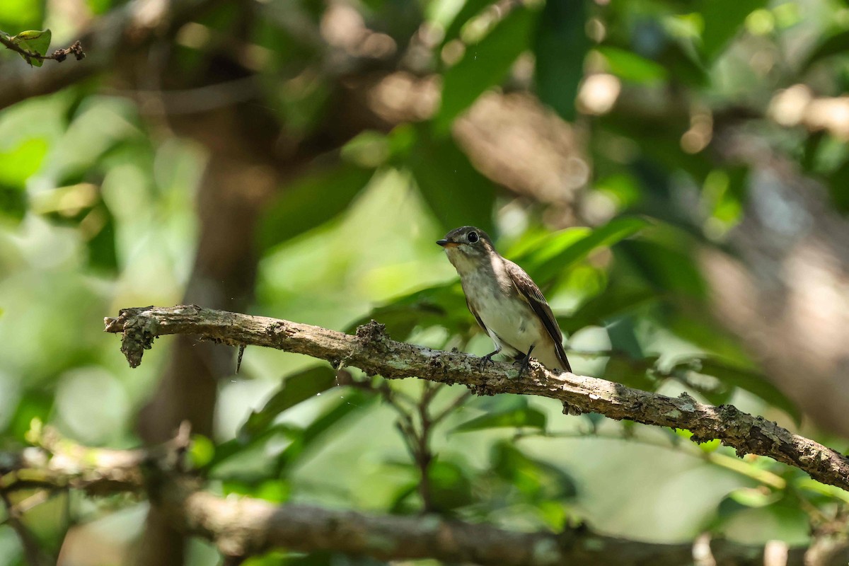 Asian Brown Flycatcher - ML643124537