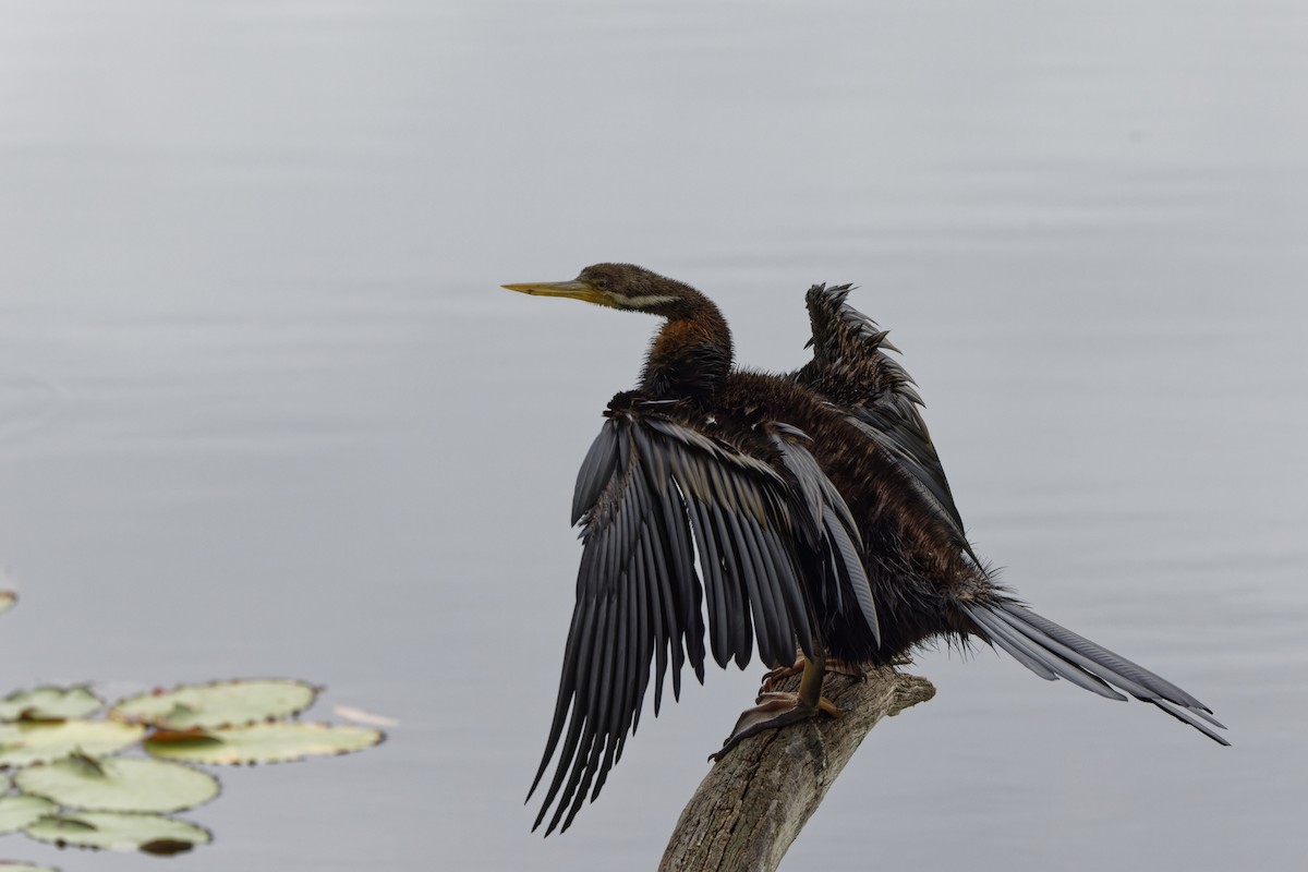 Australasian Darter - ML643124540