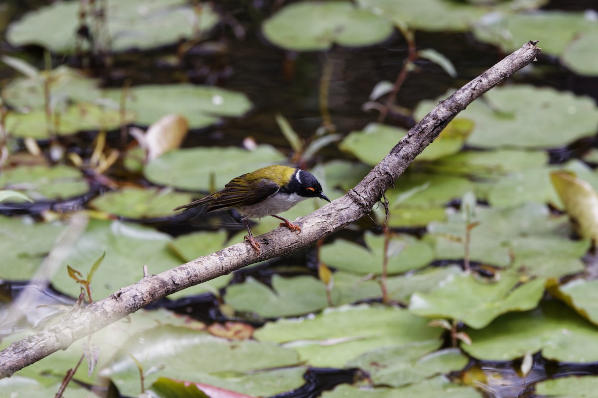 White-naped Honeyeater - ML643124563