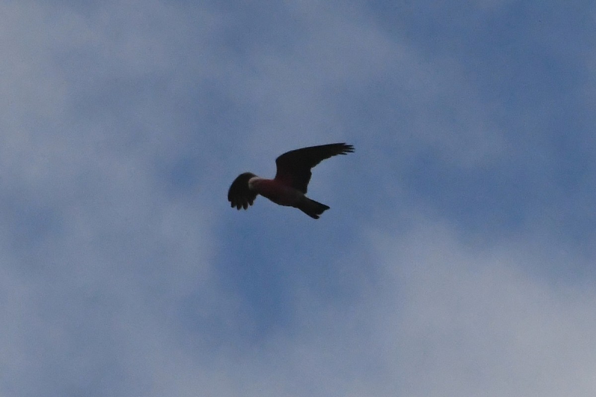 Galah - ML643124565