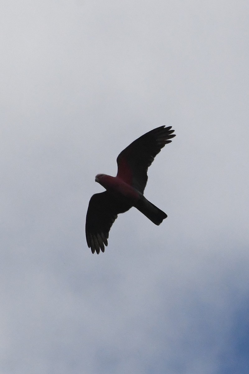 Galah - ML643124568