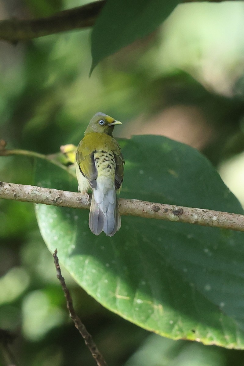 Gray-headed Bulbul - ML643124575