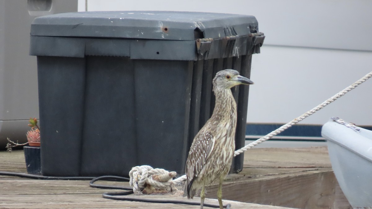 Yellow-crowned Night Heron - ML643124595