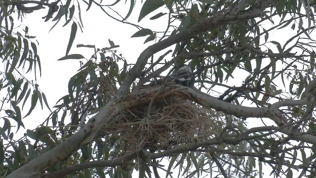Australian Magpie (Western) - ML643124597