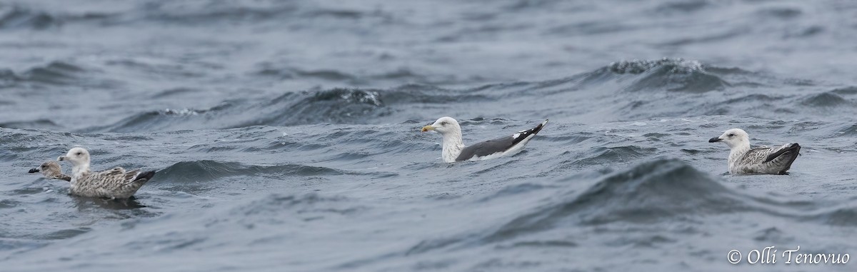 European Herring x Great Black-backed Gull (hybrid) - ML643124605
