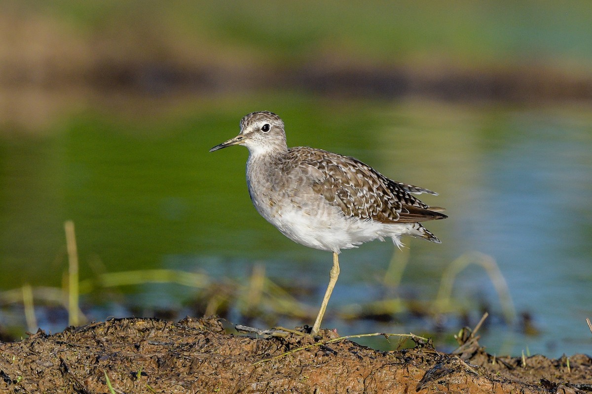 Wood Sandpiper - ML643124607