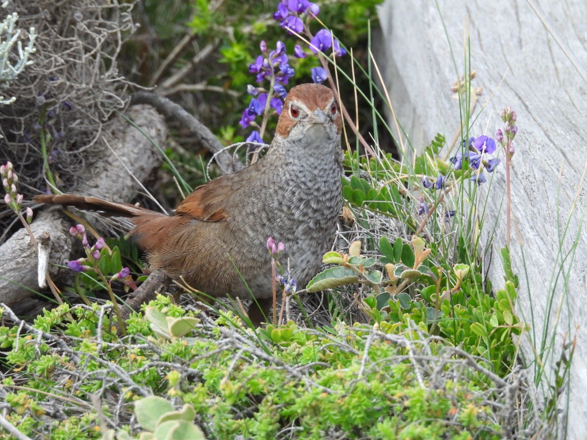 Kızıl Bıyıklıkuş - ML643124619
