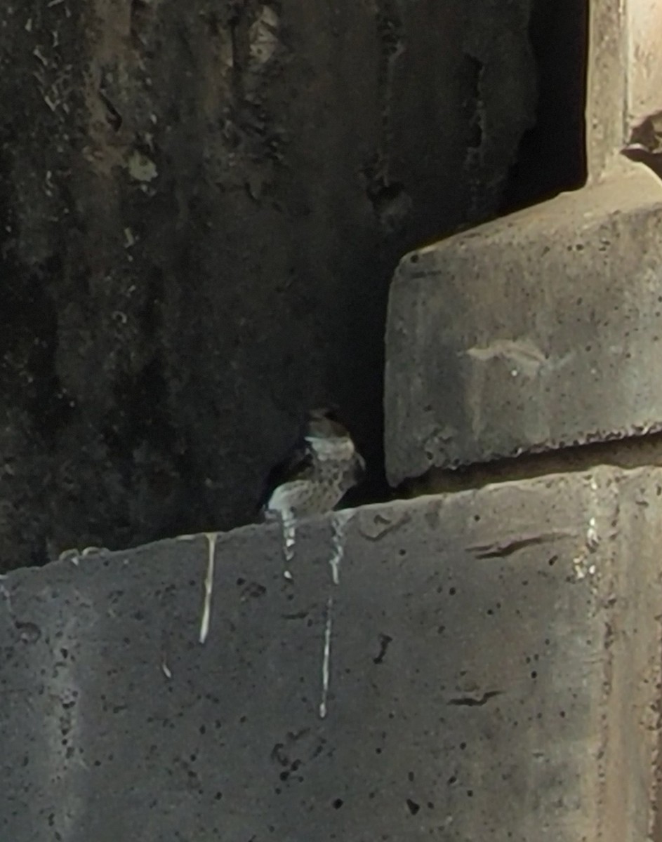 Gray-breasted Martin - ML643124623