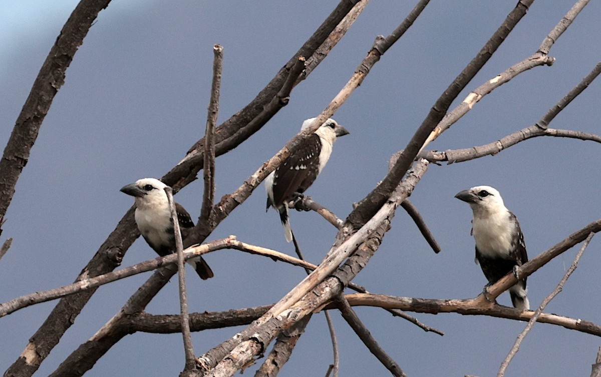 White-headed Barbet - ML643124628