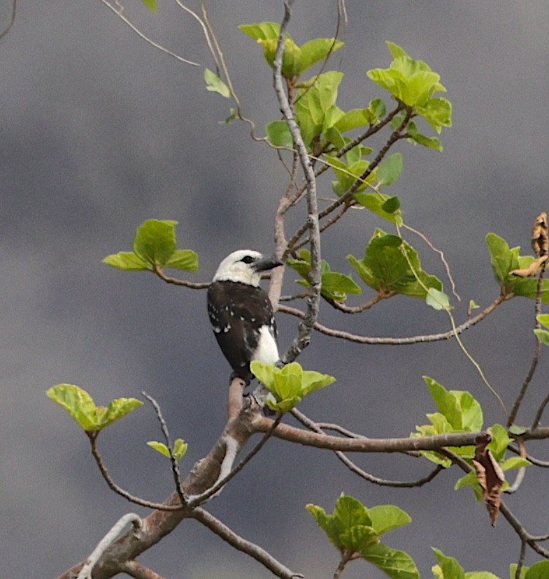 White-headed Barbet - ML643124629