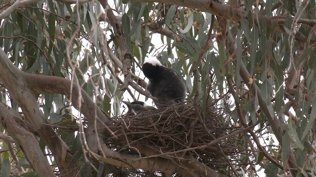 Australian Magpie (Western) - ML643124631