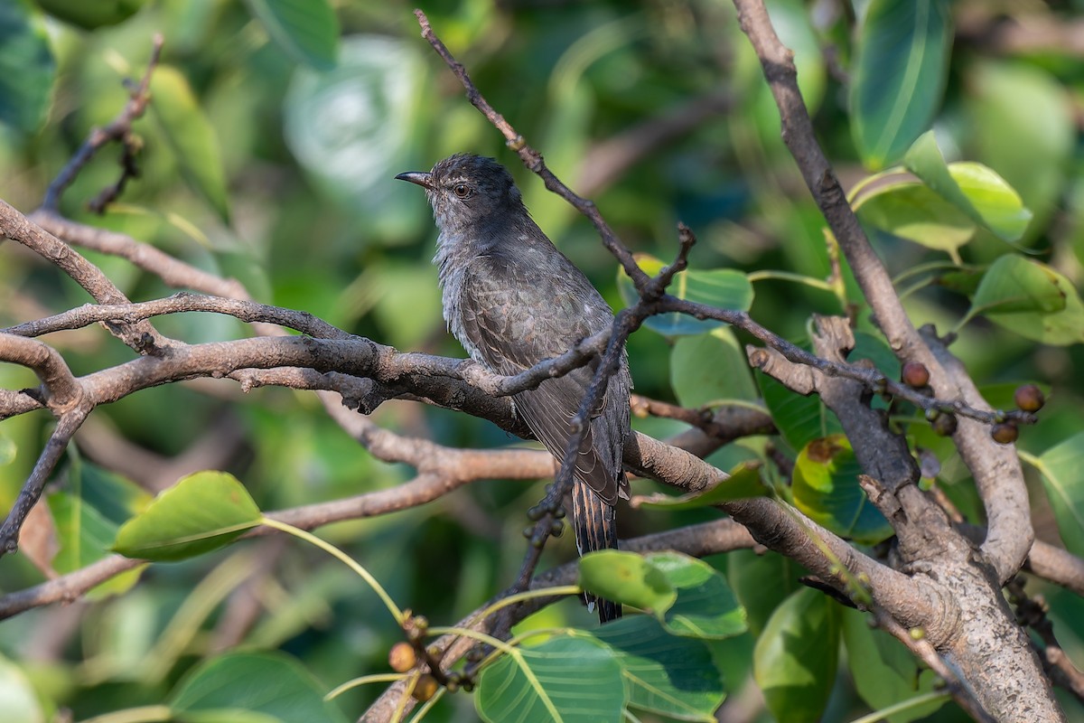 Cuco Pechigrís - ML643124632