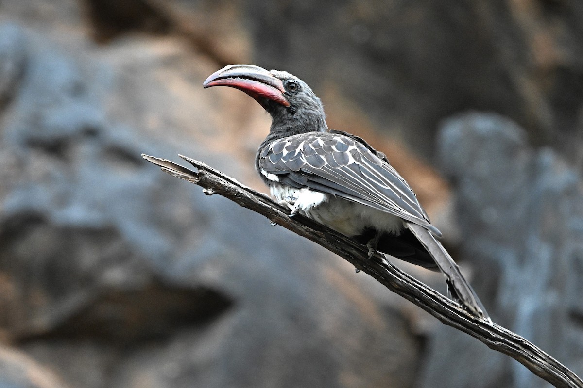 Hemprich's Hornbill - ML643124648