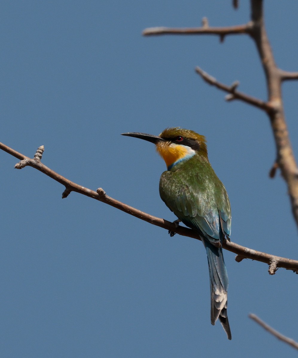 Swallow-tailed Bee-eater - ML643124659