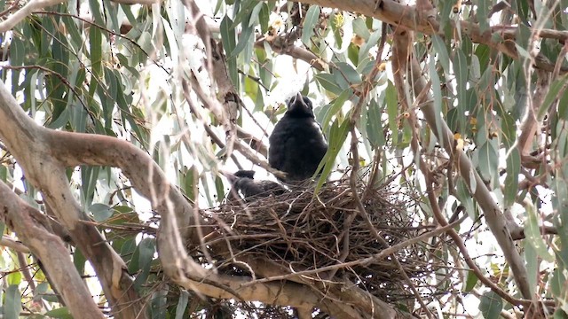 Australian Magpie (Western) - ML643124661