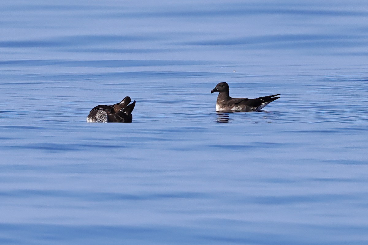 Tahiti Petrel - ML643124663