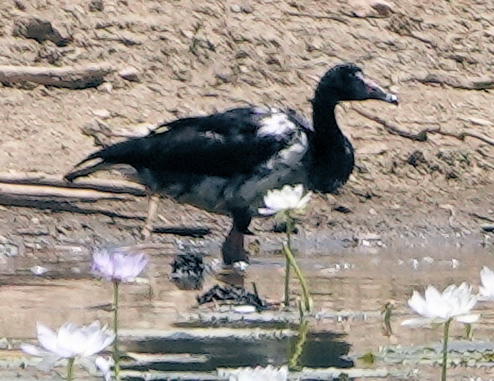 カササギガン - ML643124672