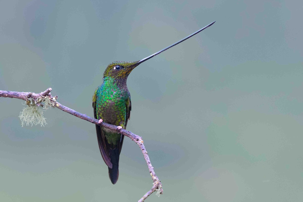 Sword-billed Hummingbird - ML643124673