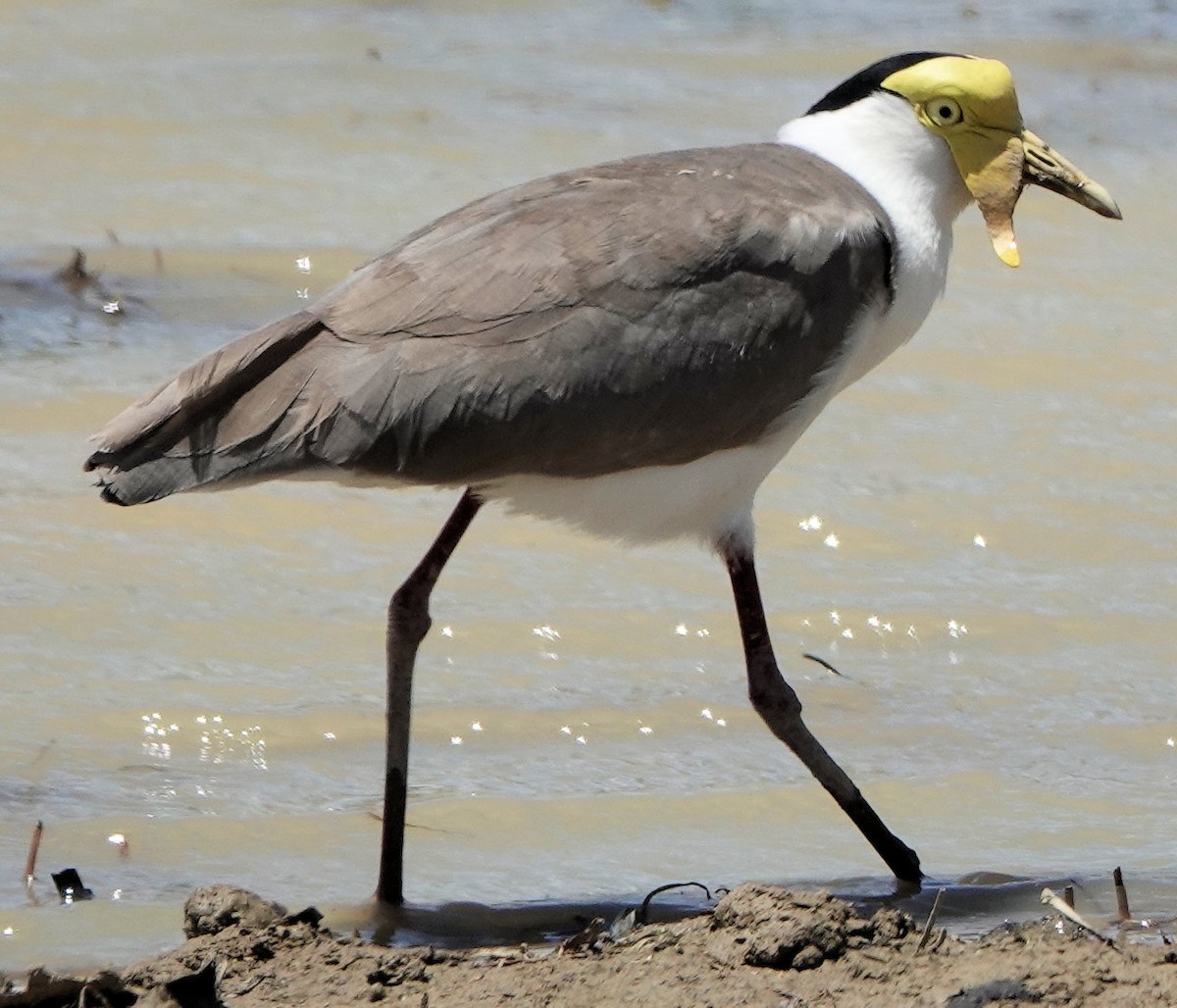 Masked Lapwing - ML643124684