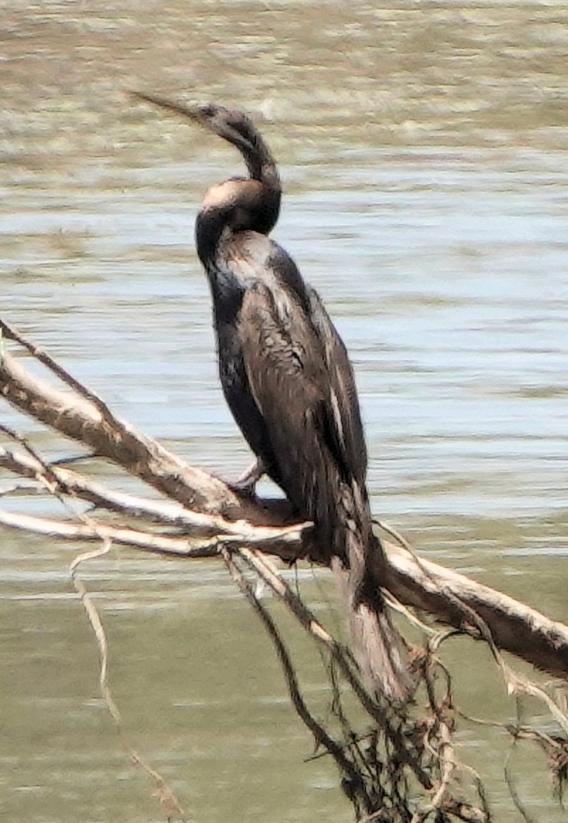 Australasian Darter - ML643124689