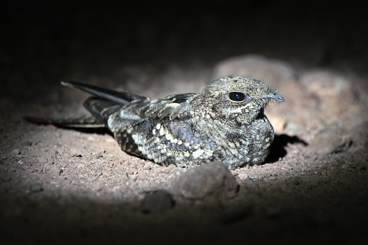 Slender-tailed Nightjar - ML643124691