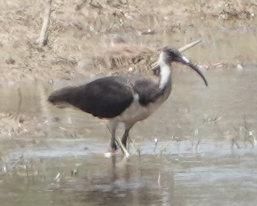 Straw-necked Ibis - ML643124694