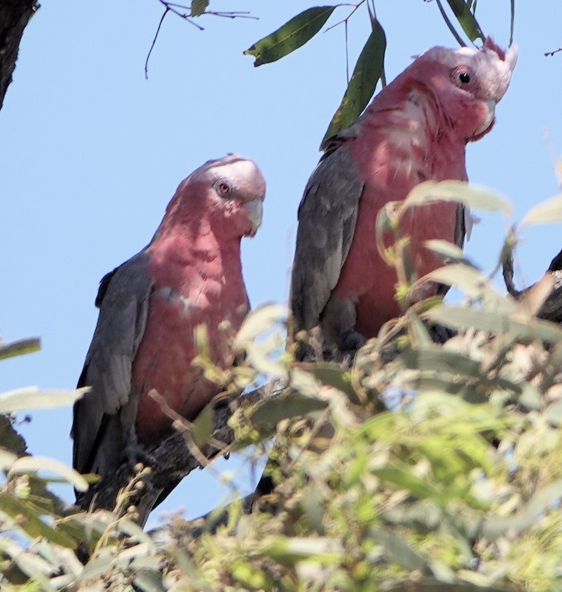 Galah - ML643124700