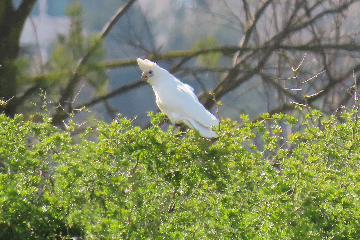 Little Corella - ML643124703